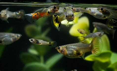 What Size Tank Do Guppies Need? (Guppies and Tank Sizes Table Included)