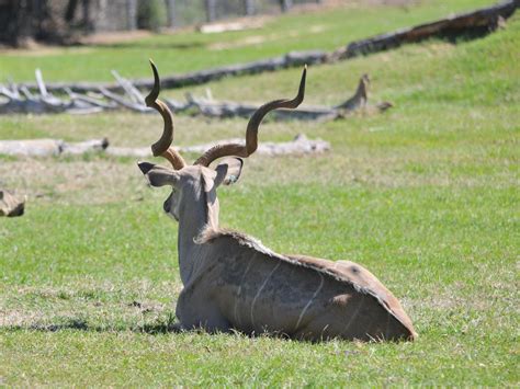 The Online Zoo - Greater Kudu