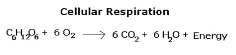 Difference between photosynthesis and respiration? - eNotes.com