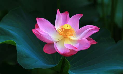 Lotus Flower Meanings and Lotus Symbolism on Whats-Your-Sign