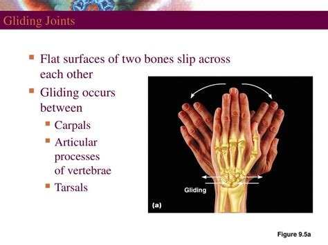 PPT - Joints PowerPoint Presentation, free download - ID:1164283