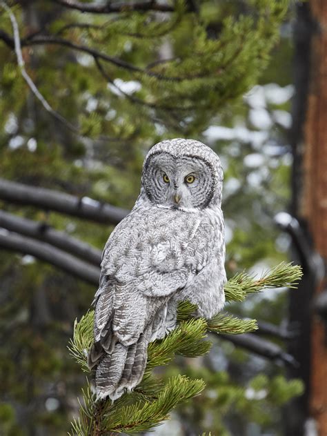 How to Photograph Wildlife in Yellowstone National Park - Washburn Range (Page 5 of 8)