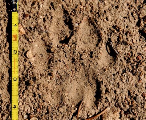 Mountain Lion Tracks – NatureTracking