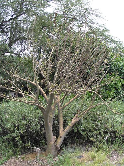Erythrina gall wasp damage to wiliwili | Symptoms of erythri… | Flickr