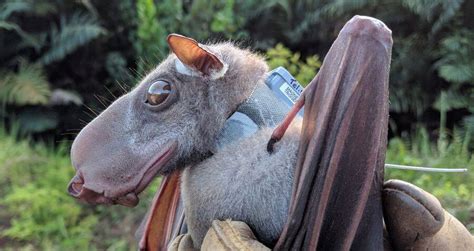 Découvrez la chauve-souris marteau, un mégabaT ɑfricain considéré comme ...