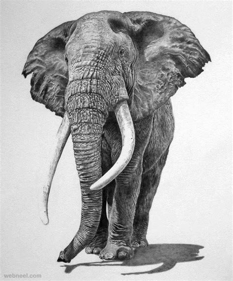 25 Beautiful and Realistic Animal Drawings around the world