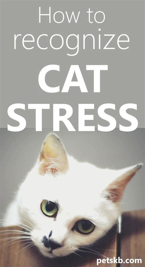 15 Signs That Your Cat Might Be Stressed • The Pets KB in 2020 | Cat care, Cats, Cat care tips