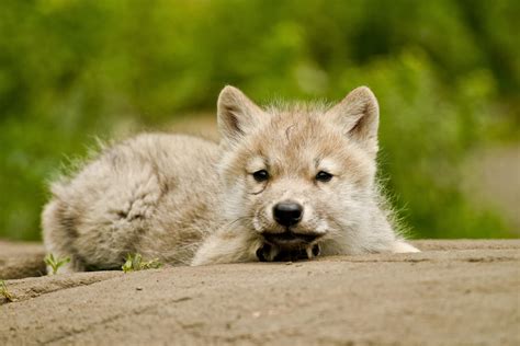 Cute Baby Arctic Wolf