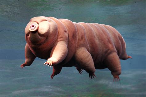 New species of ‘water bear’ discovered in Japanese parking lot
