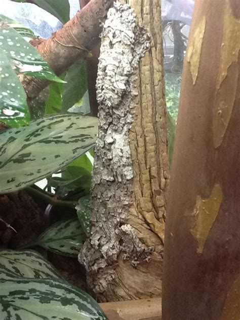 Three to Get Ready: Uroplatus - Gecko Time