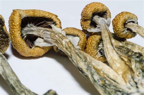 Benefits Of Microdosing With LSD And Psilocybin Mushrooms - Reset.me