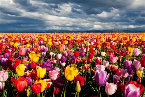 Tulip Field Wallpapers - Top Free Tulip Field Backgrounds - WallpaperAccess