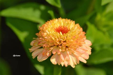 First cupcake zinnia from the garden – Aji's Home