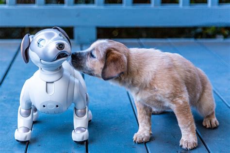 Sony's Aibo the Robot Dog Makes it to the U.S.