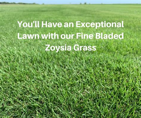 Why Pick Emerald Zoysia Grass - Houston Grass - Pearland Sugar Land