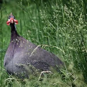 Helmeted Guineafowl - Facts, Diet, Habitat & Pictures on Animalia.bio