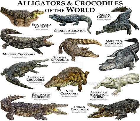 Alligators and Crocodiles of the World by rogerdhall on DeviantArt