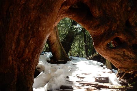 Yakushima Island - A Complete Guide