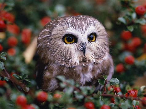 Cute Baby Owl Wallpaper - WallpaperSafari