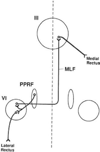 Supranuclear Control of Eye Movements | Ento Key