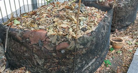 Storing Leaves for Compost (The Best Way to Store Dry Leaves)