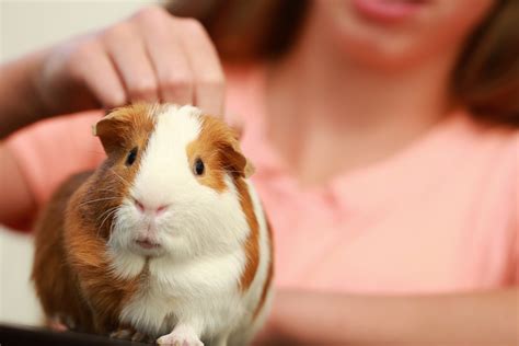 How to take care of guinea pigs | HireRush Blog