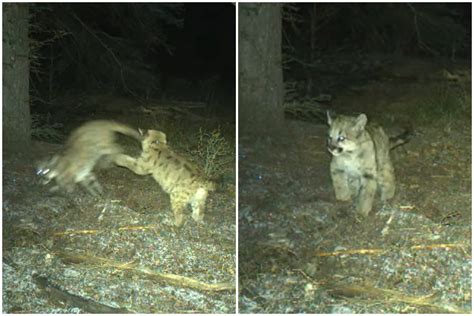 Watch Adorable Baby Mountain Lions Caught Playing on Trail Cam - Newsweek