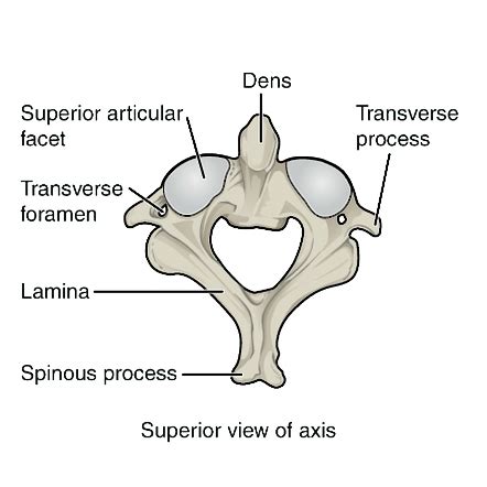 Atlas And Axis Vertebrae Function