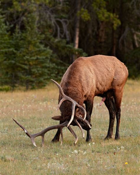 Wapiti Moose Deer, Oh Deer, Rabbit Wallpaper, Animal Wallpaper, Animals With Antlers, Elk ...