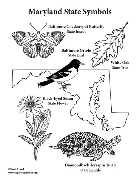 Maryland State Symbols Coloring Page