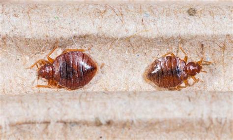 6 Effective Bed Bug Prevention Tips - Legend Valley