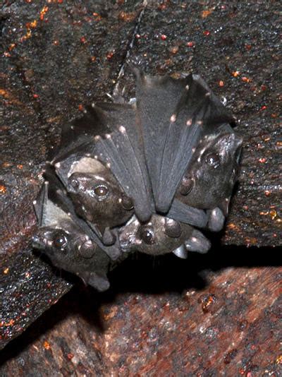 Spotted-winged Fruit Bat - Balionycteris maculata