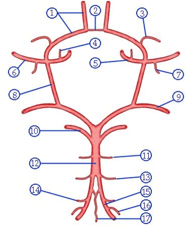 Blank Circle Of Willis Diagram