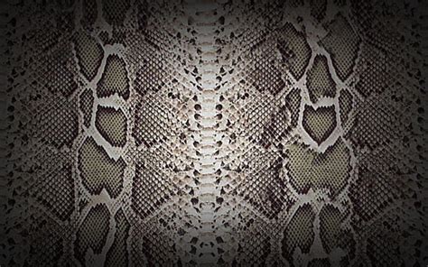 Snake Skin Wallpapers - Top Free Snake Skin Backgrounds - WallpaperAccess