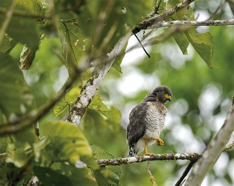 Amazon Birdwatching Tour | Mandari Panga Yasuni Jungle Lodge