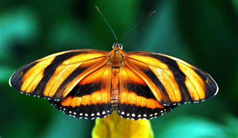 AMIGOS PARA SIEMPRE: Clasificación de las mariposas