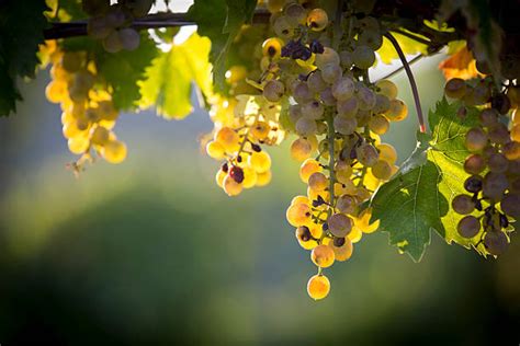 Sauvignon Blanc Grapes Stock Photos, Pictures & Royalty-Free Images - iStock