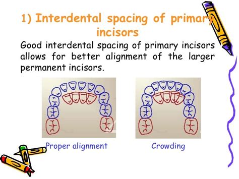 the-mixed-dentition-pedodontics