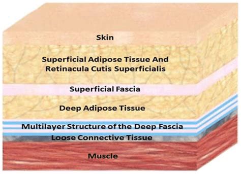 Image illustrating the 2 fascial connective layers: superficial fascia ...