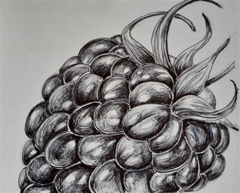 Biro raspberry drawing #birodrawing | Biro art, Natural form art, Biro drawing