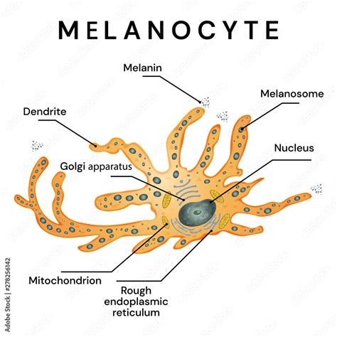 Melanocyte - melanin producing cells. Melanocyte structure. Stock ...