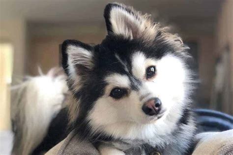 Pomeranian Husky Edmonton - Pets Lovers