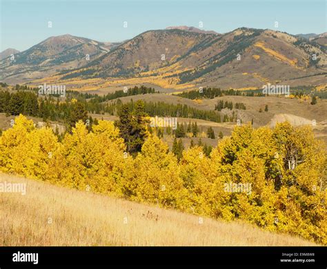 Aspen Trees in Fall Color Stock Photo - Alamy