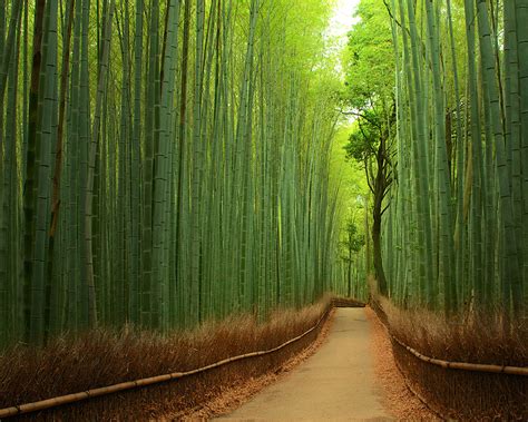 Bamboo Forest, China