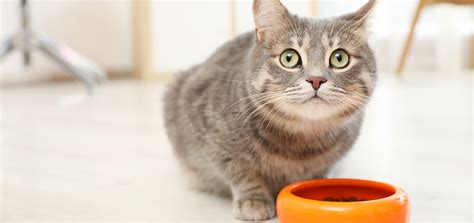 How to Feed the Cat | Animal Clinic of Woodruff, Spartanburg, SC