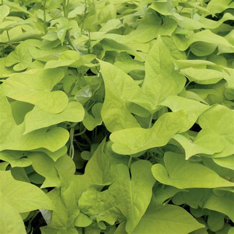 Ipomoea Marguerite Lime – Green Valley Garden Centre