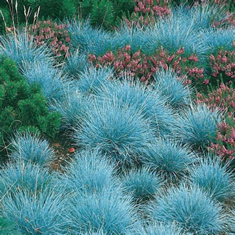 Blue Fescue Ornamental Grass Seeds