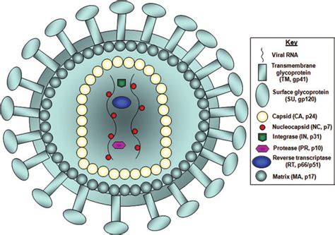 Ide Terbaru HIV Virus Structure