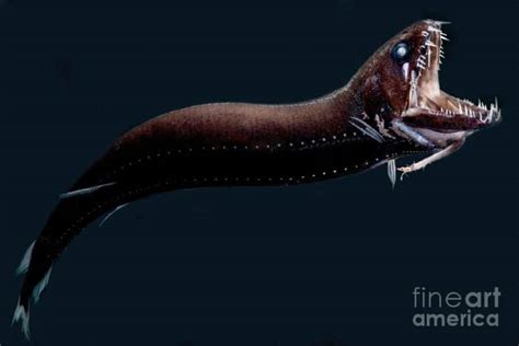 Dragonfish