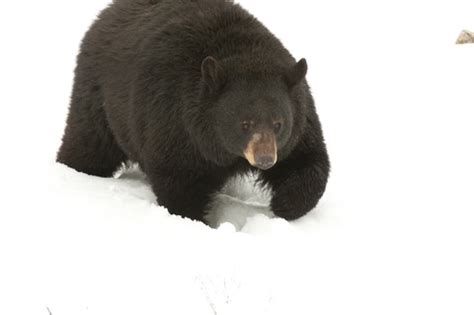 Maine Black Bears | Yankee Classic - New England